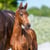 Annuncio cavallo