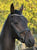 Annonce cheval