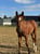 Horse ad