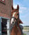Annuncio cavallo