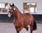 Annuncio cavallo