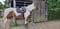 Horse ad