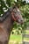 Horse ad