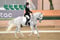 Annuncio cavallo