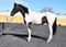 Horse ad