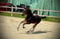 Annuncio cavallo