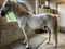 Horse ad