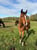 Horse ad