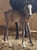 Horse ad