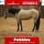 Paardadvertentie