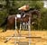 Horse ad