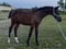 Horse ad