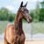 Annuncio cavallo