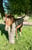 Horse ad