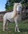 Horse ad