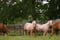 Horse ad