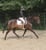 Annuncio cavallo