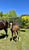 Annuncio cavallo