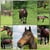 Horse ad