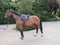 Annuncio cavallo
