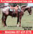 Annuncio cavallo