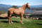 Horse ad