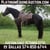 Horse ad