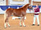 Horse ad