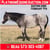 Horse ad
