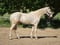 Annuncio cavallo