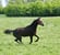 Annuncio cavallo