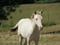 Annonce cheval