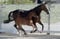 Annonce cheval