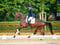 Annuncio cavallo