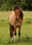 Horse ad