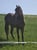 Annuncio cavallo
