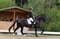 Horse ad