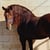 Horse ad