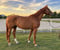 Annonce cheval