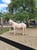 Horse ad