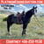 Annonce cheval