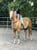 Horse ad