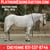 Horse ad