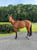 Annuncio cavallo
