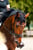 Horse ad