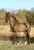 Annuncio cavallo