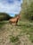Annonce cheval