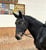 Horse ad