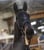 Annuncio cavallo