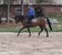 Horse ad